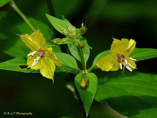 {Lysimachia tonsa}